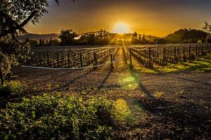 Napa Valley