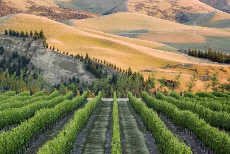 New Zealand wine guide