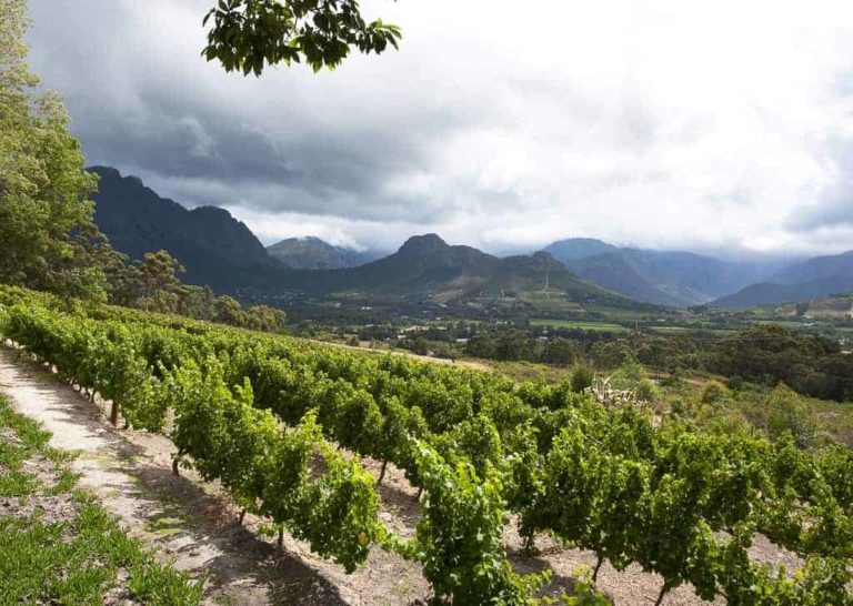 Pinotage