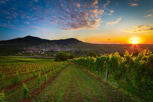 Sekt is a Sparkling Wine of Germany and Austria