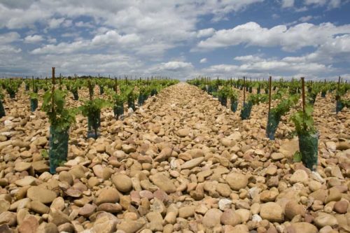 Best Wineries To Visit in Rhone France