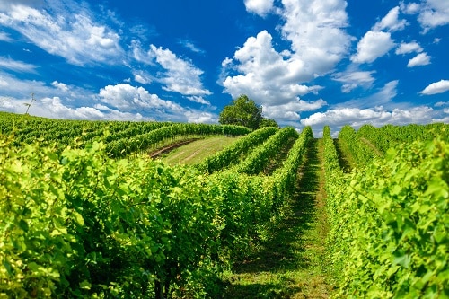 Hungary is not only making beautiful Sparkling Wines called "Pezsgo", their vineyards are gorgeous to boot.