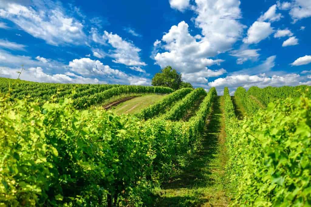 Try these Sparkling Wines from various countries around the world and take your wine tasting palate to new heights. As a traveling community, we are always looking to broaden our horizons, so consider trying a new kind of bubbly this year.
