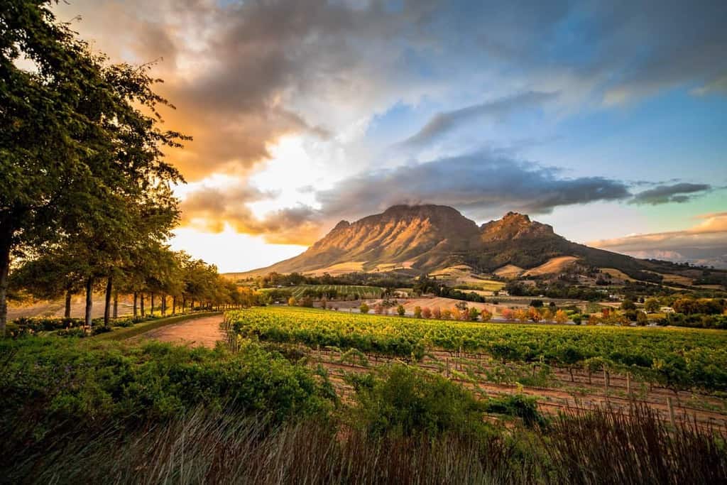 Discover Winetraveler's Top Picks for Stellenbosch Wineries and Wine Experiences in South Africa.