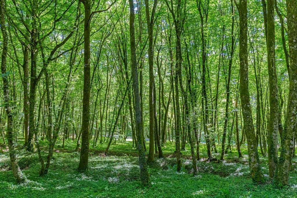 Battle of Verdun: How To Visit The Battlefield Near Champagne • Winetraveler