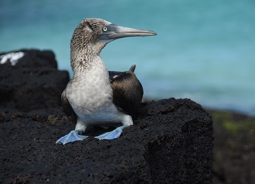 Blue Footed Booby on Cerro Brujo