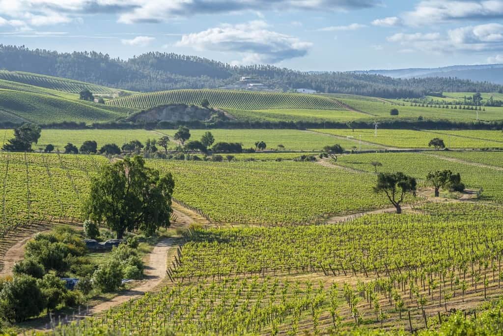 Chilean Wine Country Regional Guide & Wineries To Visit