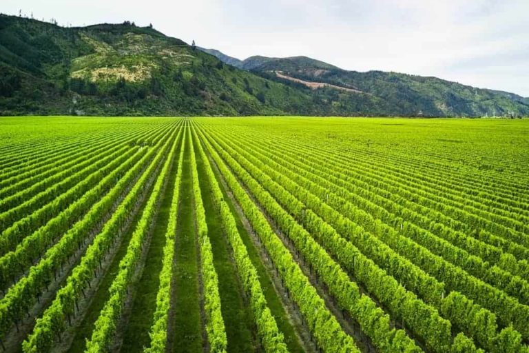 Marlborough wine region