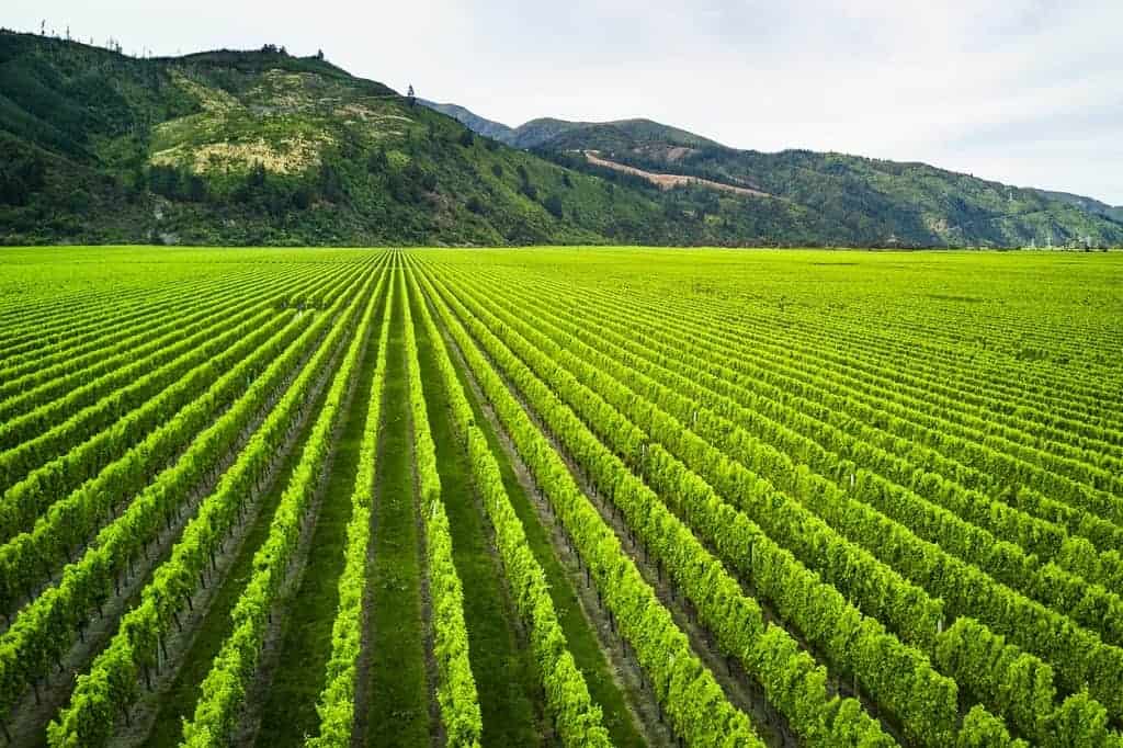 Marlborough wine region