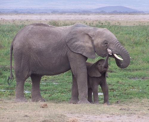 Elephants in Amboseli Kenya 