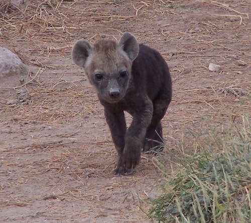 Baby Hyena in Kenya during a safari trip