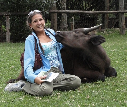 Bonding with baby buffalo at animal orphanage at Mt Kenya
