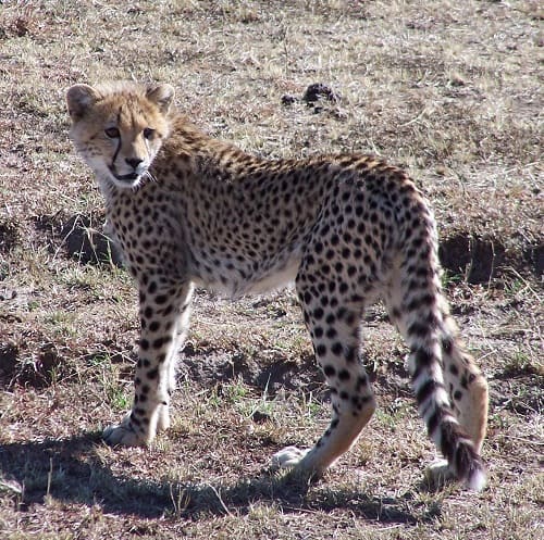Cheetahs in Maasai Mara