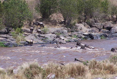 Mara River Crossing during Kenya Safari