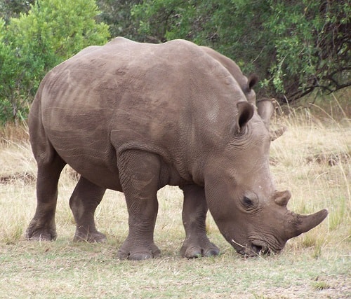 Seeing the Rhinos in Kenya during Safari