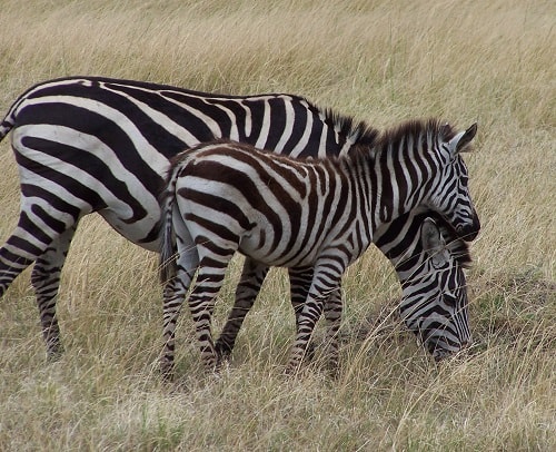 Zebras in Masai Mara