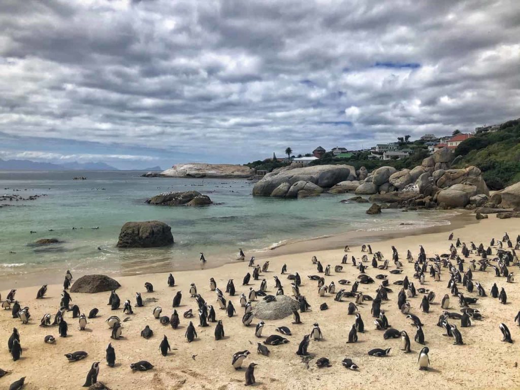 How to see the penguins in Cape Town South Africa