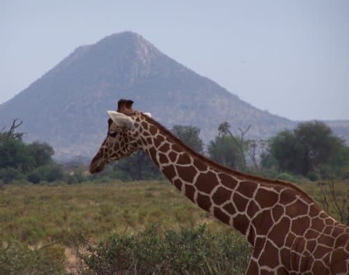 Girafe in Samburu