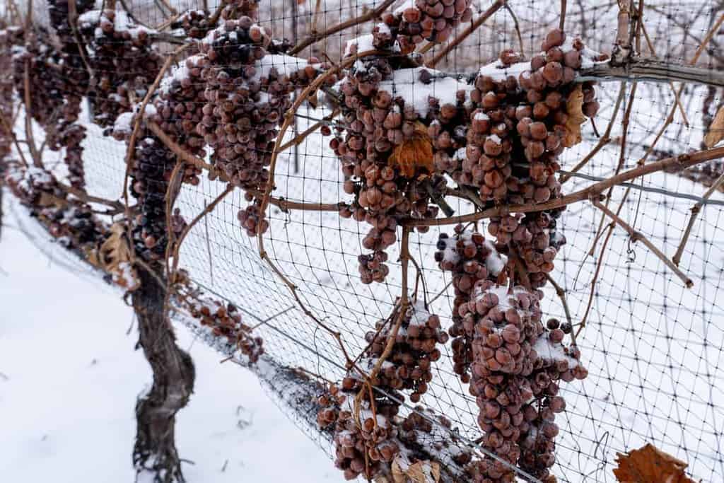 Learn about visiting the Niagara Icewine Festival this year and what to expect during this unique Canadian experience. Discover the nuances of Icewine, the gorgeous wine region of Niagara and glean insight to some exceptional food and wine pairing experiences. Plus, tips and tricks to plan, navigate and how to access a discount code for the Niagara Icewine Festival.