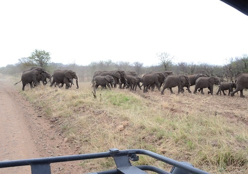 Elephant Herd crossing the road