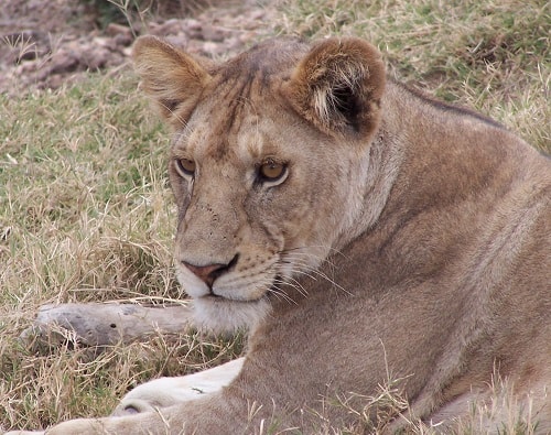 safari africa consigli