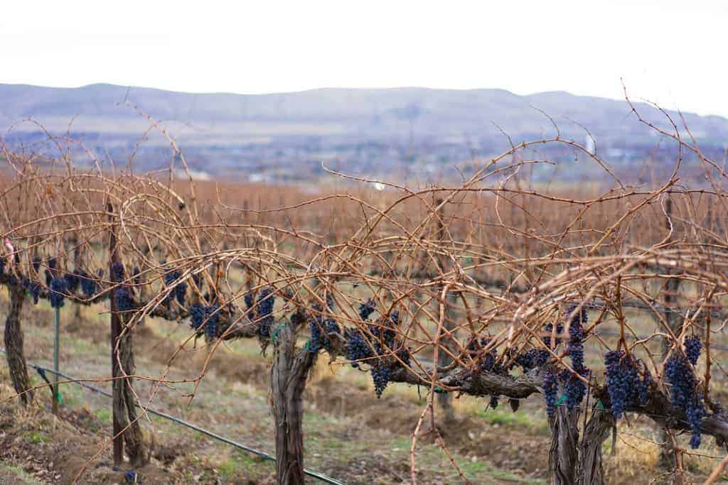 View of Columbia Valley wineries and vineyards