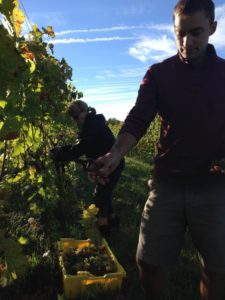 Walsh Family Wine