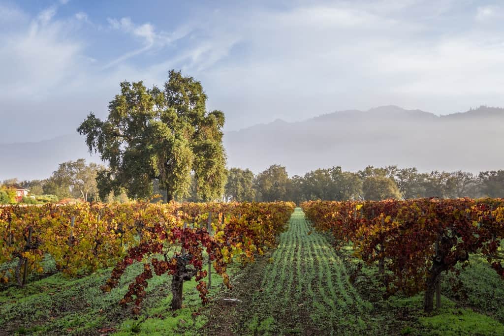 Calistoga (Napa Valley) California Wine Travel Guide • Winetraveler