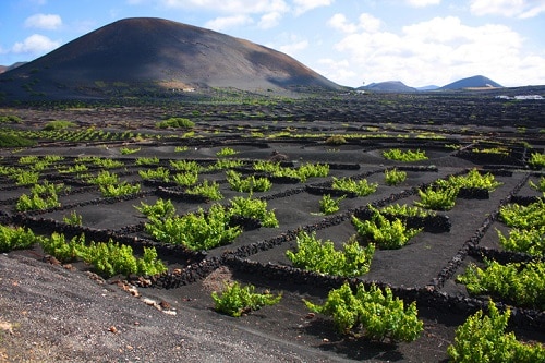 Canary Islands Sustainable Wine Region To Visit | Winetraveler.com