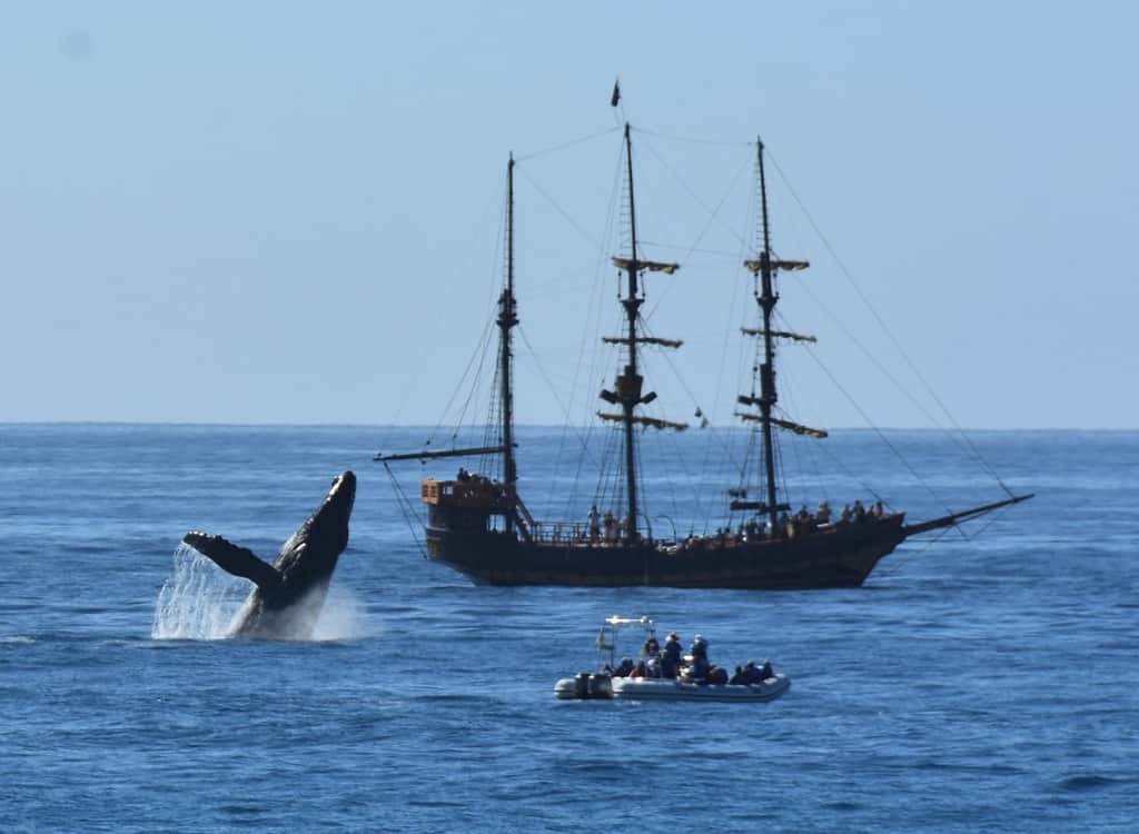 Whale breaching off the coast of Cabo San Lucas, Mexico