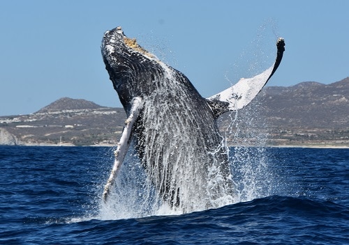 Cabo Whale Watching Travel Guide | Winetraveler.com