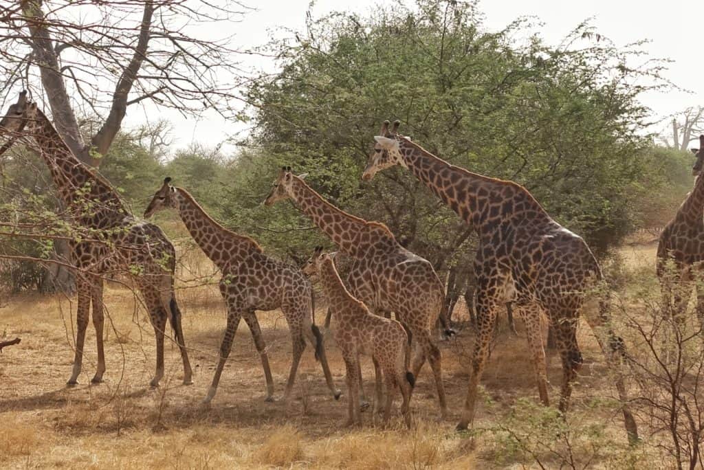 Safari in Senegal