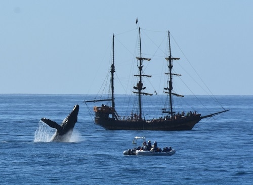 Whales breaching as seen from the Cabo resort's pool. Image courtesy Lenore Parr.
