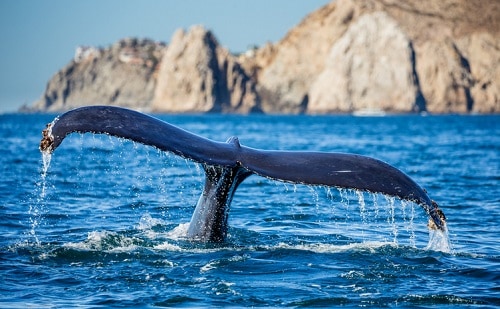 Whale Watching in Cabo San Lucas (Los Cabos) | Winetraveler.com