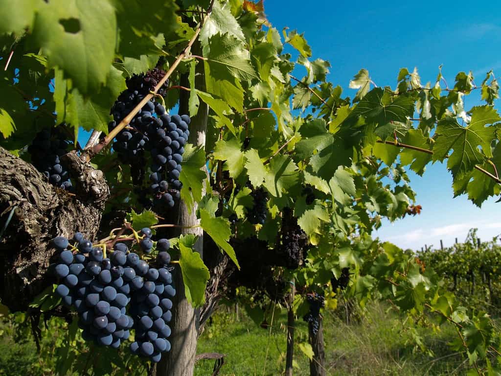 Norton Grape Variety Wine Profile Taste Food Pairings