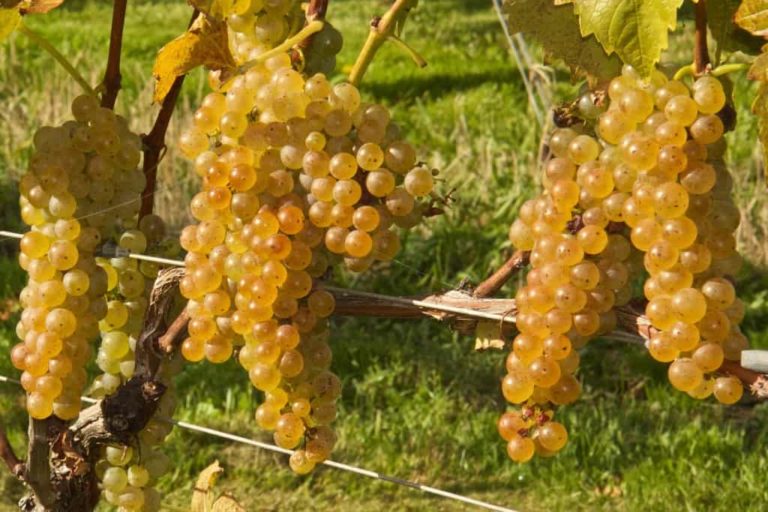 Vidal Blanc
