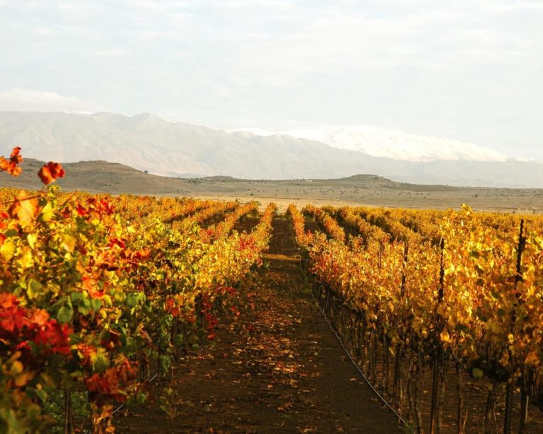 Israel wine guide