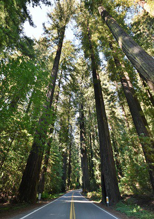 Stop 3: Redwood Forests (2 Nights)