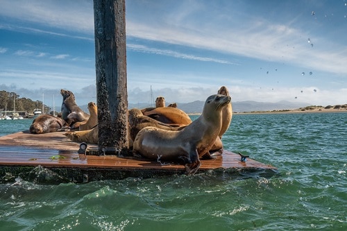 Seals at Morro Bay Harbor, California Coastline | California Coast Road Trip Travel Guide