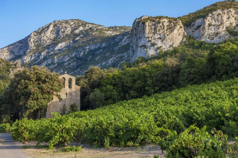 Picpoul Blanc