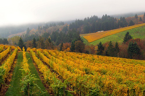 Willamette Valley Oregon is perhaps best known in the wine world for producing world-class Pinot Noir. But it's also a haven for outdoor lovers and those seeking unique local cuisine.
