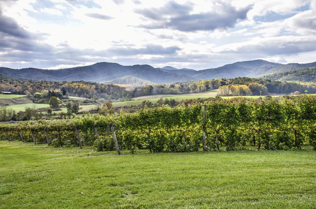 View of some of the best vineyards and wineries near Charlottesville Virginia