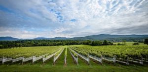 Stinson Vineyards