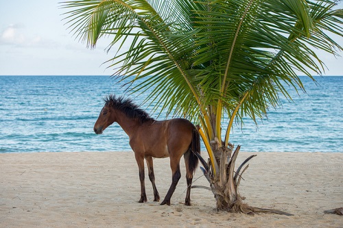 Horses can be found grazing throughout the beaches of Vieques in Puerto RIco