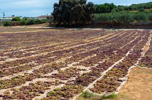 Pedro Ximénez grapes are sun-dried in open-air for one to three weeks. After placing the grapes on straw mats, the grapes are spread out by hand and turned over once a day while removing unhealthy bunches, allowing them to dry into raisins.