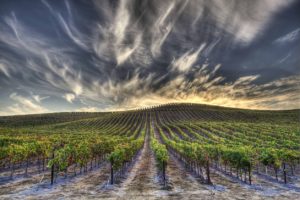 Unique Wine Tasting Experiences in the U.S. and Canada