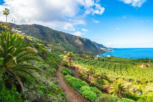 Vineyards on Tenerife Canary Islands