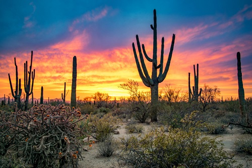 Best National Parks to visit in the US during Spring | Saguaro National Park