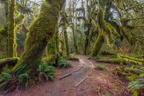 What are the best national parks to visit in the Spring? | Olympic National Park