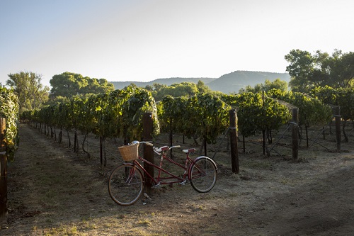 Wine Experiences in Napa Valley | Winetraveler.com
